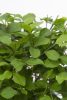 Bonsai mix