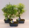 Bonsai mix