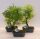 Bonsai mix