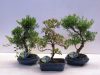 Bonsai mix