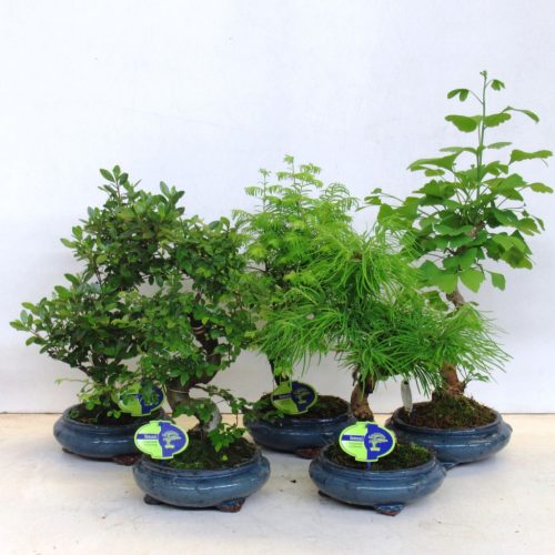 Bonsai mix
