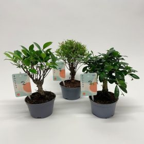 Bonsai mix- Bonsai