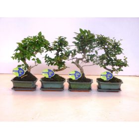 Ficus Bonsai mix- Bonsai