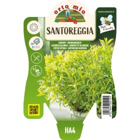 Satureja hortensis - Borsikafű