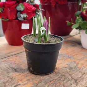 Botanikai tulipán - lila