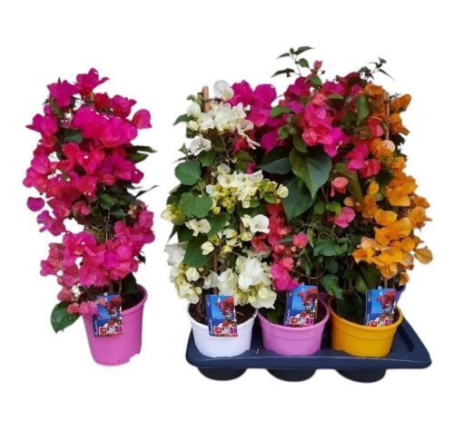 Bougainvillea 'Alexandra' bamboo mix - Murvafürt