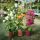 Bougainvillea mix - Murvafürt