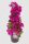Bougainvillea "Sanderiana Piramide" - Murvafürt