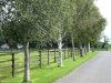Betula pendula - Nyírfa
