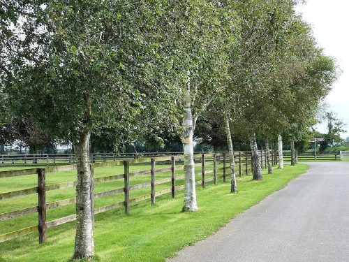 Betula pendula - Nyírfa