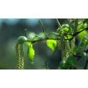 Betula pendula - Nyírfa