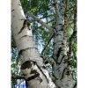 Betula pendula - Nyírfa