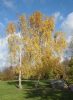 Betula pendula - Nyírfa