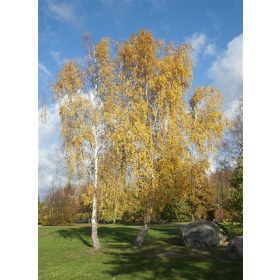 Betula pendula - Nyírfa