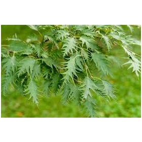   Betula pendula 'Laciniata' - Szeldelt levelű nyír