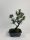 Bonsai Podocarpus macrophyllus - Bonsai