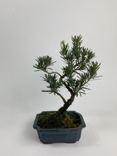 Bonsai Podocarpus macrophyllus - Bonsai