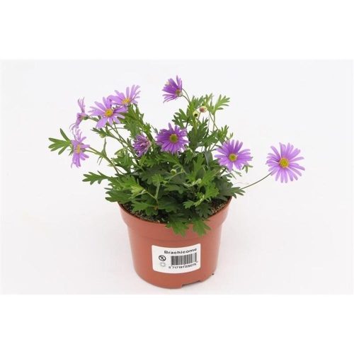Brachyscome 'Brasco Violet' – Ausztrál százszorszép