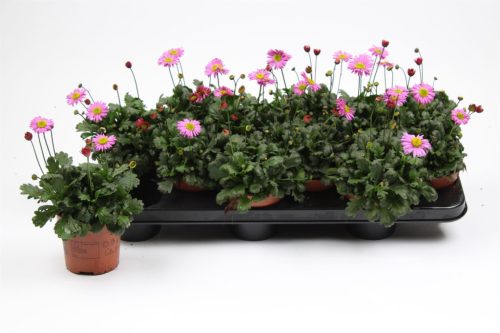 Brachyscome pink – Ausztrál százszorszép