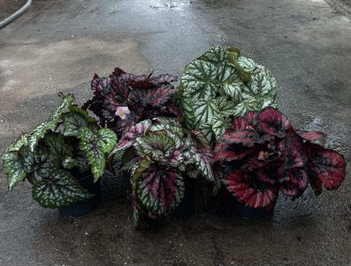 Begonia rex Magic Colours Mix - Királybegónia
