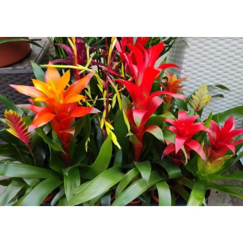 Bromelia mix - Bromélia