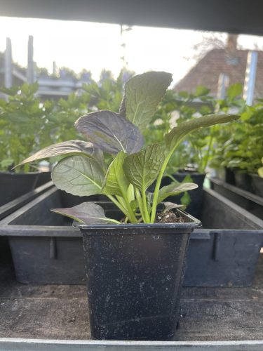 Brassica rapa subsp. chinensis - Pak choi (magyar)