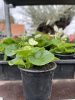 Begonia semperflorens - Egynyári begónia (fehér)