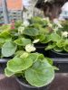 Begonia semperflorens - Egynyári begónia (fehér)
