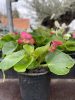 Begonia semperflorens - Egynyári begónia (pink)