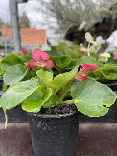 Begonia semperflorens - Egynyári begónia (pink)