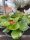 Begonia semperflorens - Egynyári begónia (piros)