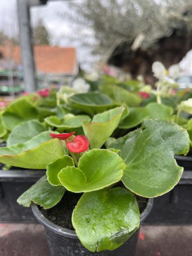 Begonia semperflorens - Egynyári begónia (piros)