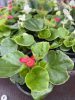 Begonia semperflorens - Egynyári begónia (piros)