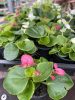 Begonia semperflorens - Egynyári begónia (pink)