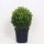 Buxus Sempervirens ball - örökzöld puszpáng