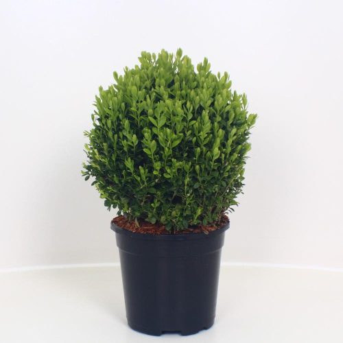 Buxus Sempervirens ball - örökzöld puszpáng