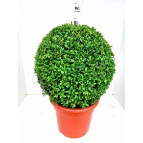 Buxus Sempervirens ball - örökzöld puszpáng (75cm magas)