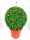 Buxus Sempervirens ball - örökzöld puszpáng
