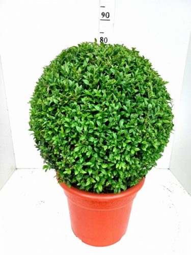 Buxus Sempervirens ball - örökzöld puszpáng