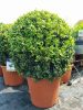 Buxus Sempervirens ball - örökzöld puszpáng