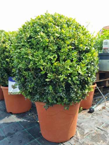 Buxus Sempervirens ball - örökzöld puszpáng (75cm magas)