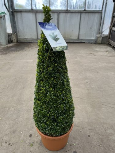 Buxus Sempervirens Cone - örökzöld puszpáng