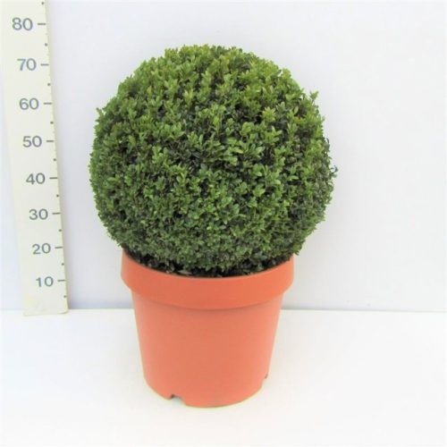 Buxus Sempervirens Ball - örökzöld puszpáng