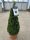 Buxus Sempervirens Cone - örökzöld puszpáng