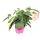 Brugmansia struik - Angyaltrombita - pink