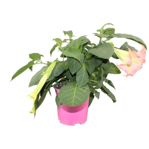 Brugmansia struik - Angyaltrombita - pink