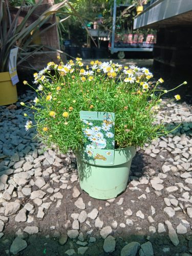 Brachyscome 'Surdaisy White' – Ausztrál százszorszép