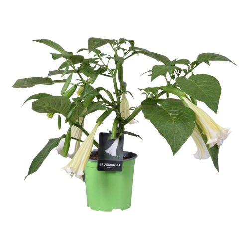 Brugmansia struik - Angyaltrombita - fehér
