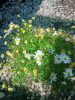 Brachyscome 'Surdaisy White' – Ausztrál százszorszép