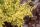 Berberis thunbergii -